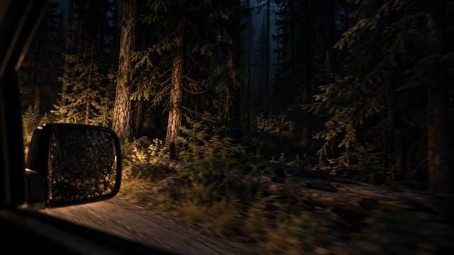 The Midnight Timberline